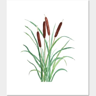 cattails plants watercolor painting green and brown Posters and Art